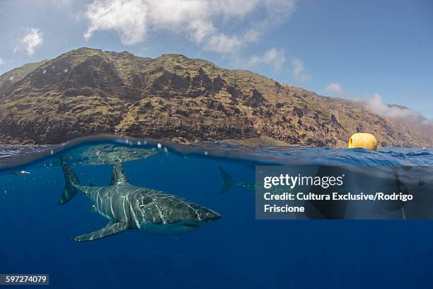 great white sharks swimming below ocean surface, guadalupe island, mexico - great white shark stock pictures, royalty-free photos & images