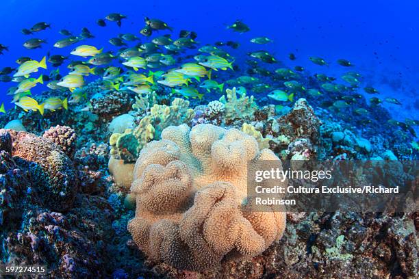 underwater view of gnathodentex aureolineatus (goldlined emperor) and lutjanus kasmira (bluestriped snapper) school over coral at beveridge reef, niue, south pacific - beveridge reef stock pictures, royalty-free photos & images