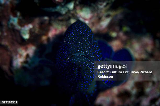 cephalopholis argus (peacock hind grouper) at beveridge reef, niue, south pacific - beveridge reef stock pictures, royalty-free photos & images