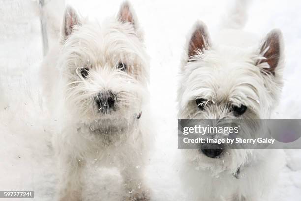 two west highland terriers in winter - patience please stock pictures, royalty-free photos & images