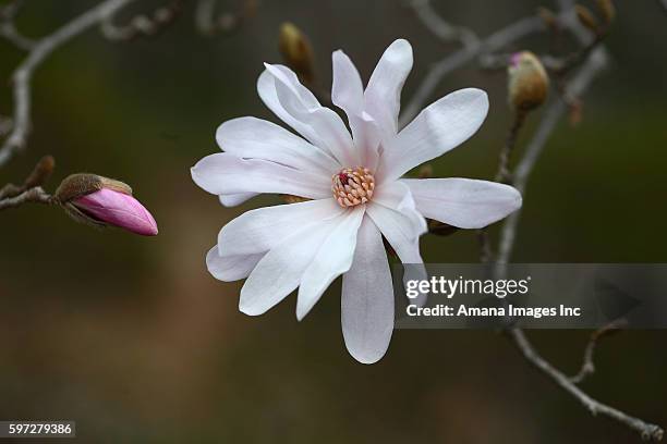 star magnolia (magnolia stellata) - star magnolia trees stock pictures, royalty-free photos & images