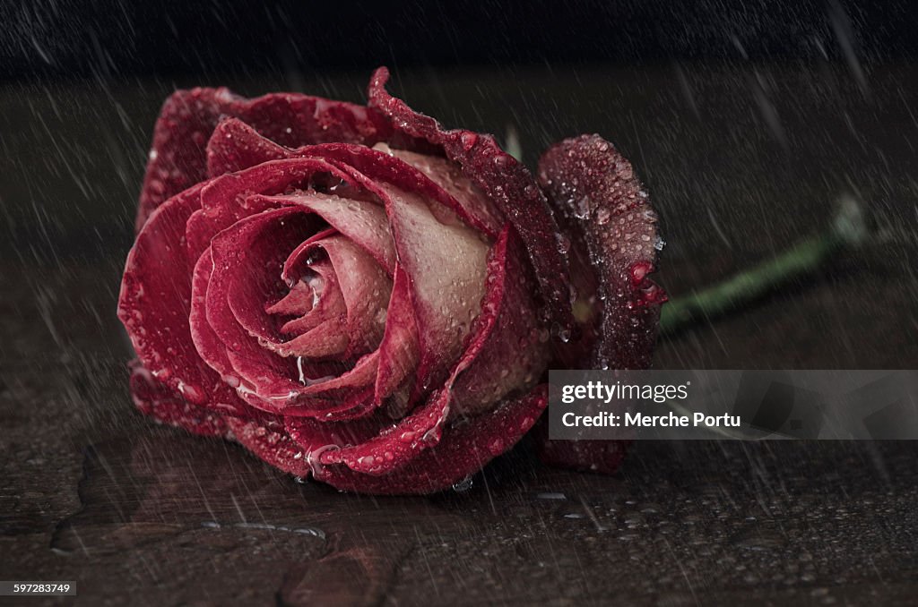 Rose with rain