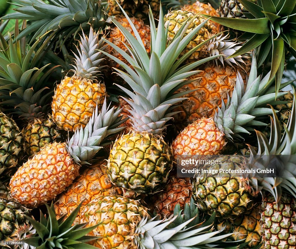 Ripe and unripe pineapples (full-frame)