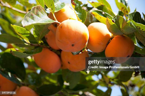 persimmons on the tree - 996648 stock pictures, royalty-free photos & images