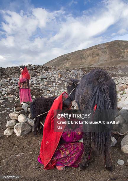 Wakhi nomad women milking yaks, big pamir, wakhan, Afghanistan on August 11, 2016 in Wakhan, Afghanistan.