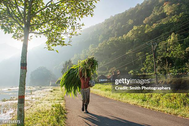 man carrying plants for sale on rural road - kintamani stock pictures, royalty-free photos & images