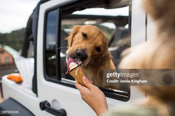 over the shoulder view of young woman feeding dog ice cream in jeep - dog in car window stock pictures, royalty-free photos & images