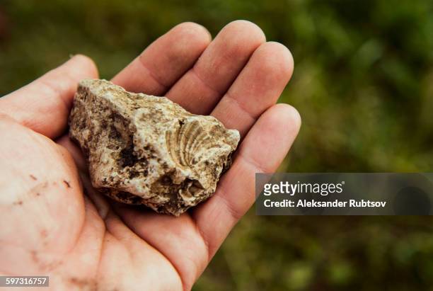 hand holding ancient fossil - archaeological remains stock pictures, royalty-free photos & images