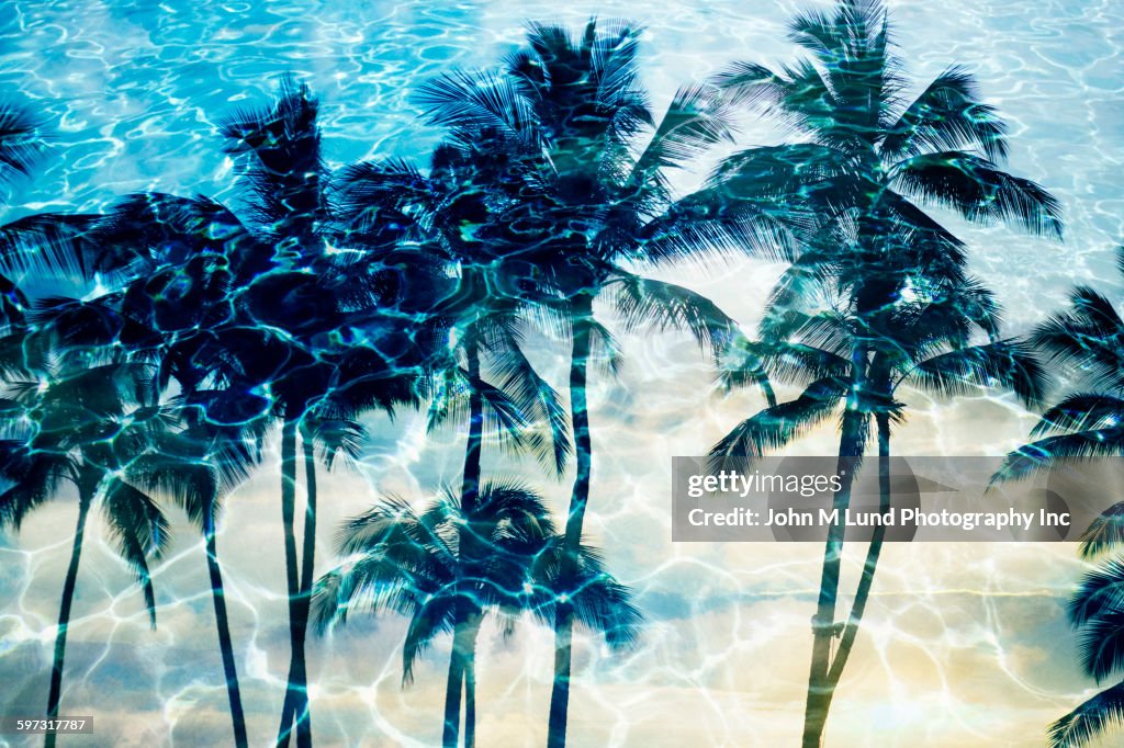 Palm trees reflecting in rippling water