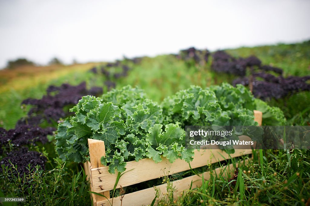 Box of fresh kale on farmland.