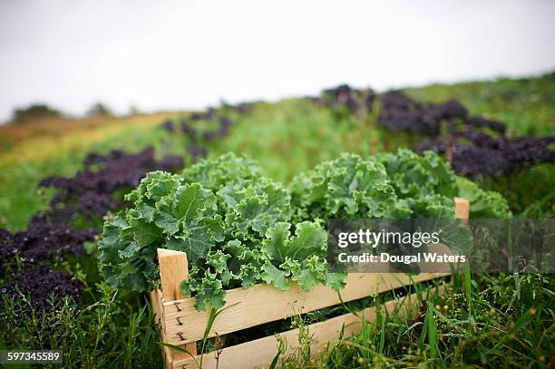 Bulging Box Vegetable Bulging Box Photos and Premium High Res Pictures - Getty Images