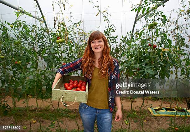 woman holding box of fresh tomatoes in poly tunnel - tomato harvest stockfoto's en -beelden