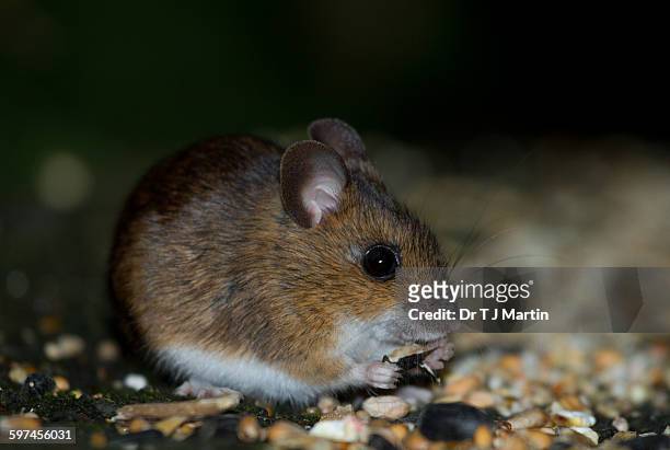 mouse eating sunflower seed - wood mouse stock pictures, royalty-free photos & images