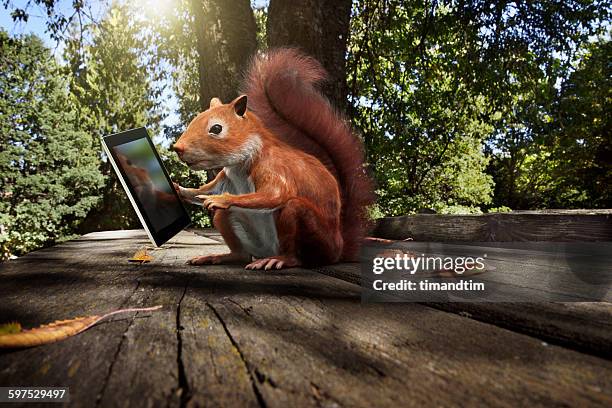 red squirrel using a tablet in a park - キタリス ストックフォトと画像