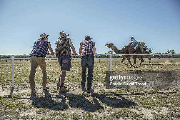 three men watching a camel race. - outback queensland stock pictures, royalty-free photos & images