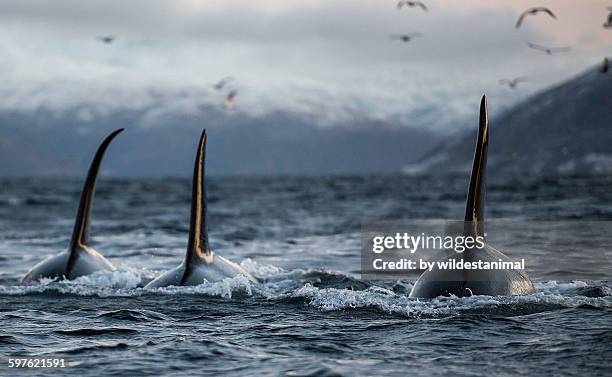 three boys - killer whale stock-fotos und bilder