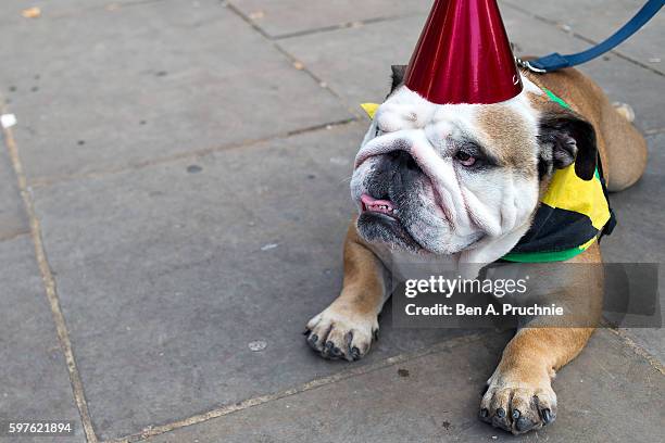 Dog wearing a Jamaican flag lays on the floor during the Notting Hill Carnival on August 29, 2016 in London, England. The Notting Hill Carnival has...