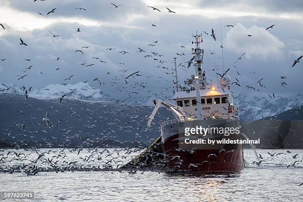 fishing for herring - fishing boat 個照片及圖片檔