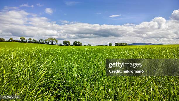 hq and res grassy field on summer sunny day. - grass close up stock pictures, royalty-free photos & images