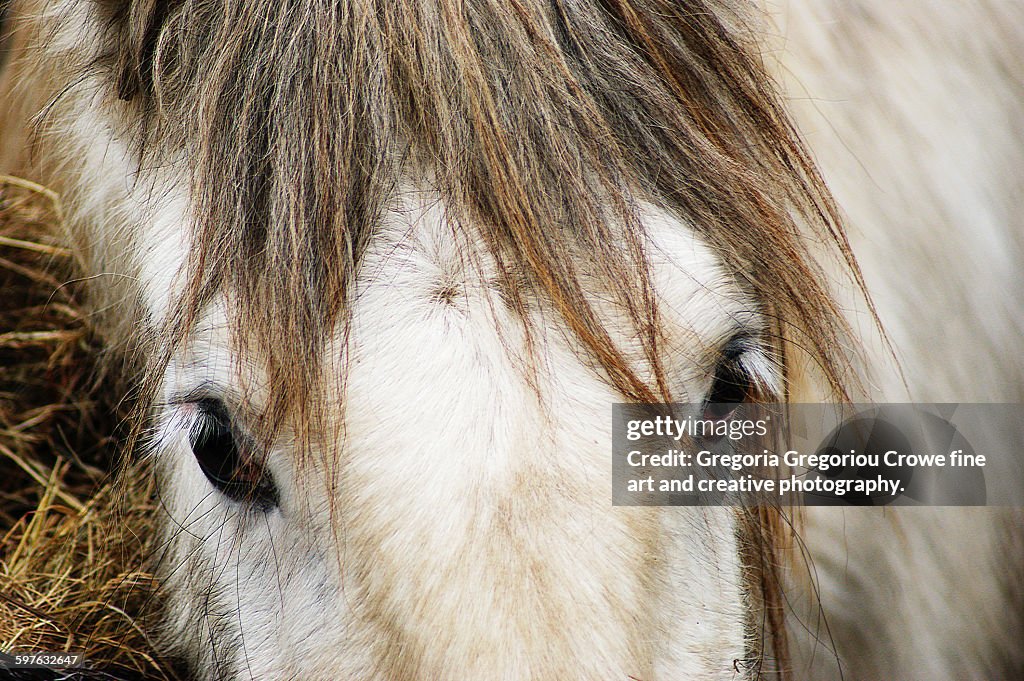 Close-up Of Pony