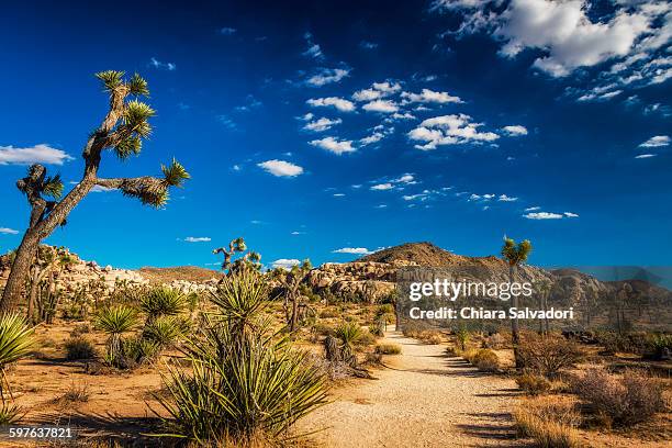 joshua tree national park - joshua fotografías e imágenes de stock