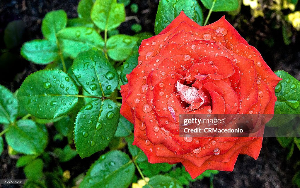 Amazing rose
