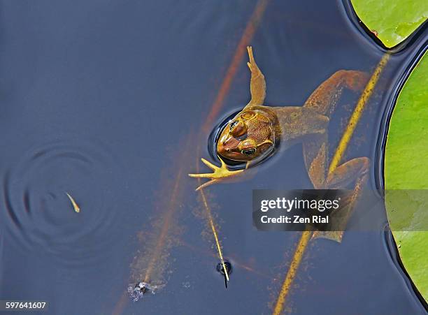 182 Fishing Frog Stock Photos, High-Res Pictures, and Images - Getty Images
