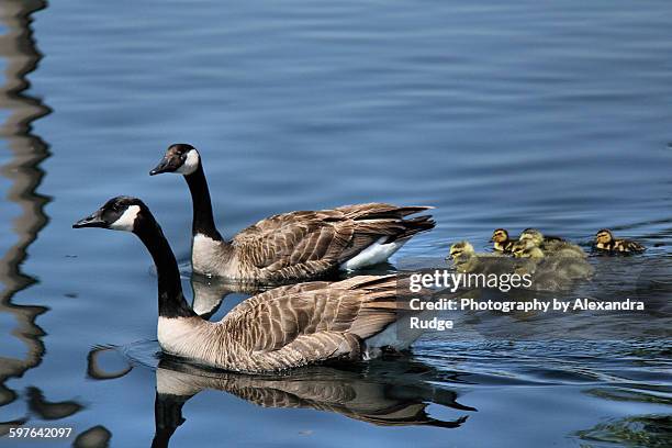 canada goose couple with goslings and ducklings. - alexandra anka bildbanksfoton och bilder