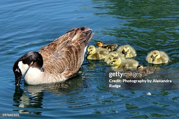canada goose with goslings and ducklings. - alexandra anka bildbanksfoton och bilder