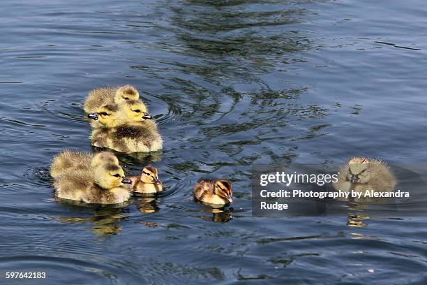 canada goslings and ducklings. - alexandra anka bildbanksfoton och bilder