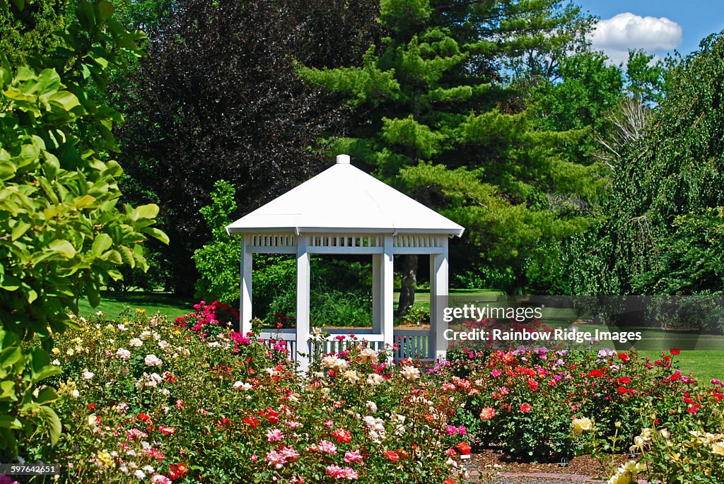 Gazebo and roses