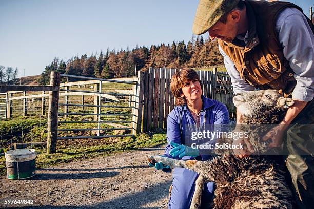 medical examination of a sheep - adult sheep stock pictures, royalty-free photos & images