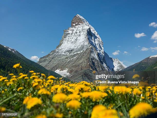 the matterhorn above a dandelion meadow - cantão de valais imagens e fotografias de stock