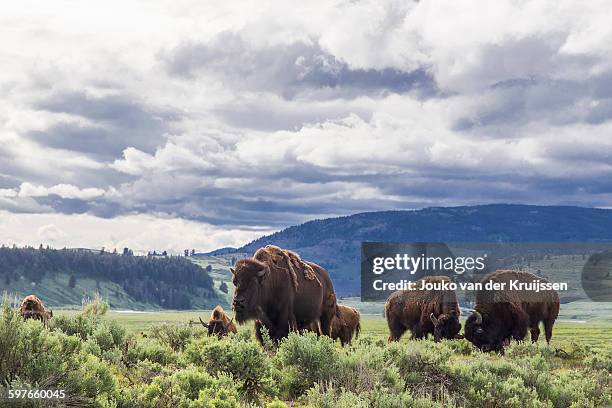 american bison in lamar valley, yellowstone national park, wyoming, usa - yellowstone national park stock pictures, royalty-free photos & images