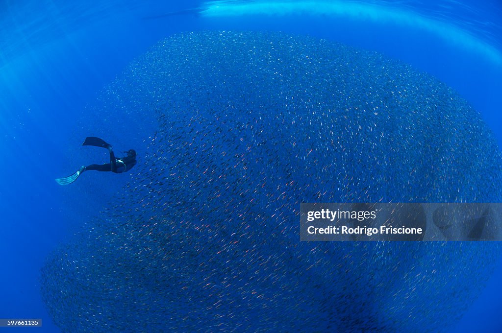 Freediver and school of baby snapper fish in baitball, San Benedicto Island, Colima, Mexico