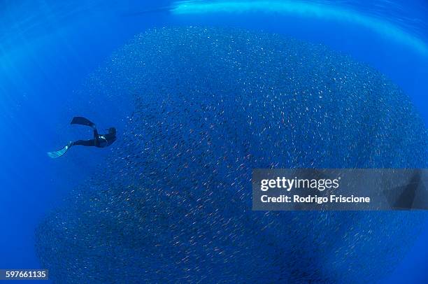 freediver and school of baby snapper fish in baitball, san benedicto island, colima, mexico - free diving stock pictures, royalty-free photos & images