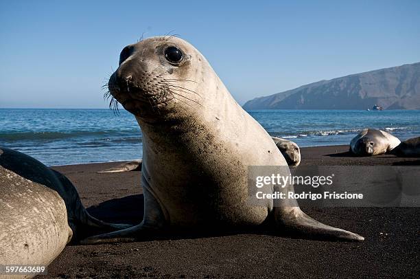 surface level portrait of northern elephant seal on beach at guadalupe island, mexico - northern elephant seal stock-fotos und bilder