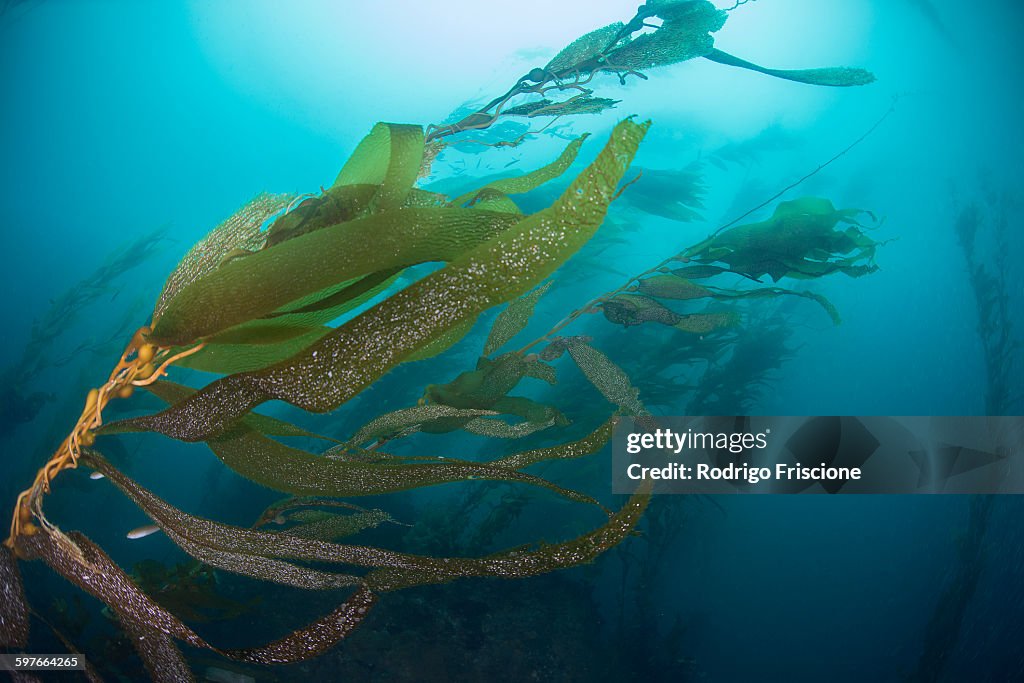 Underwater view of Kelp (macrocystis pyrifera), Ensenada, Baja California, Mexico