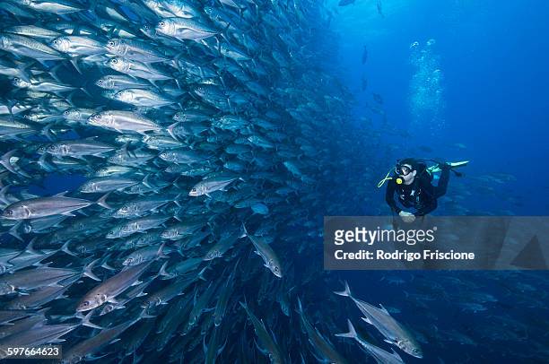 Scuba diver swimming past wall of Jacks, Cocos Island, Costa Rica