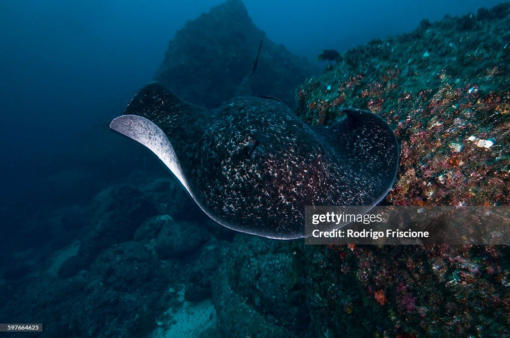 Common Marbled Ray gliding over seabed, Cocos Island, Costa Rica