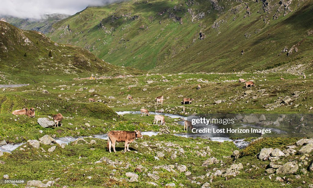 Herd of cows grazing in alpine valley, Canton Graubunden, Switzerland,