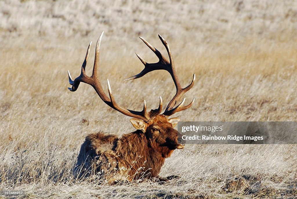 Bull Elk