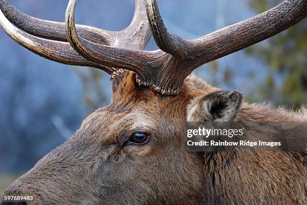 bull elk close-up - wapiti stockfoto's en -beelden