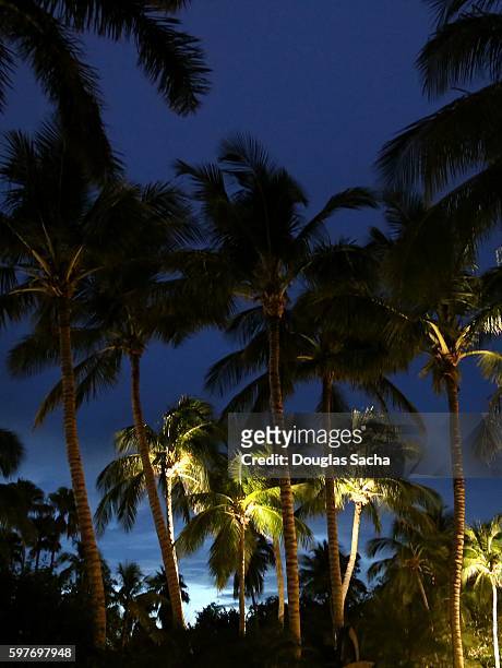 back lit palm trees on the evening sky, pelican landing beach park, bonita springs, florida, united states - palm springs florida stock-fotos und bilder