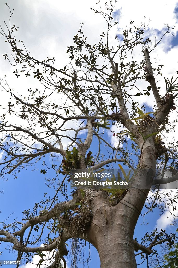 Rusty Fig Rusty Fig Tree Over A Summer Sky High-Res Stock Photo - Getty Images