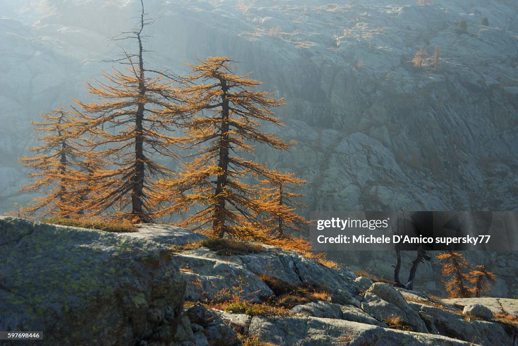 Larch trees under the sun in fall.