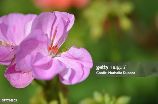 fleur de géranium rose - rose fleur stock pictures, royalty-free photos & images