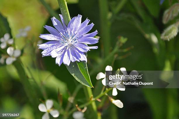 fleur de chicorée - chicorée stockfoto's en -beelden