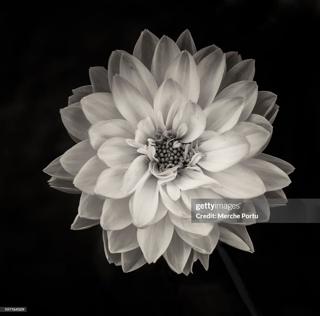 Dahlia in black and white