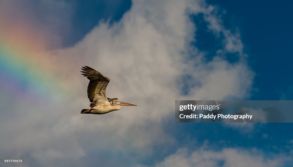 Pelican in rainbow